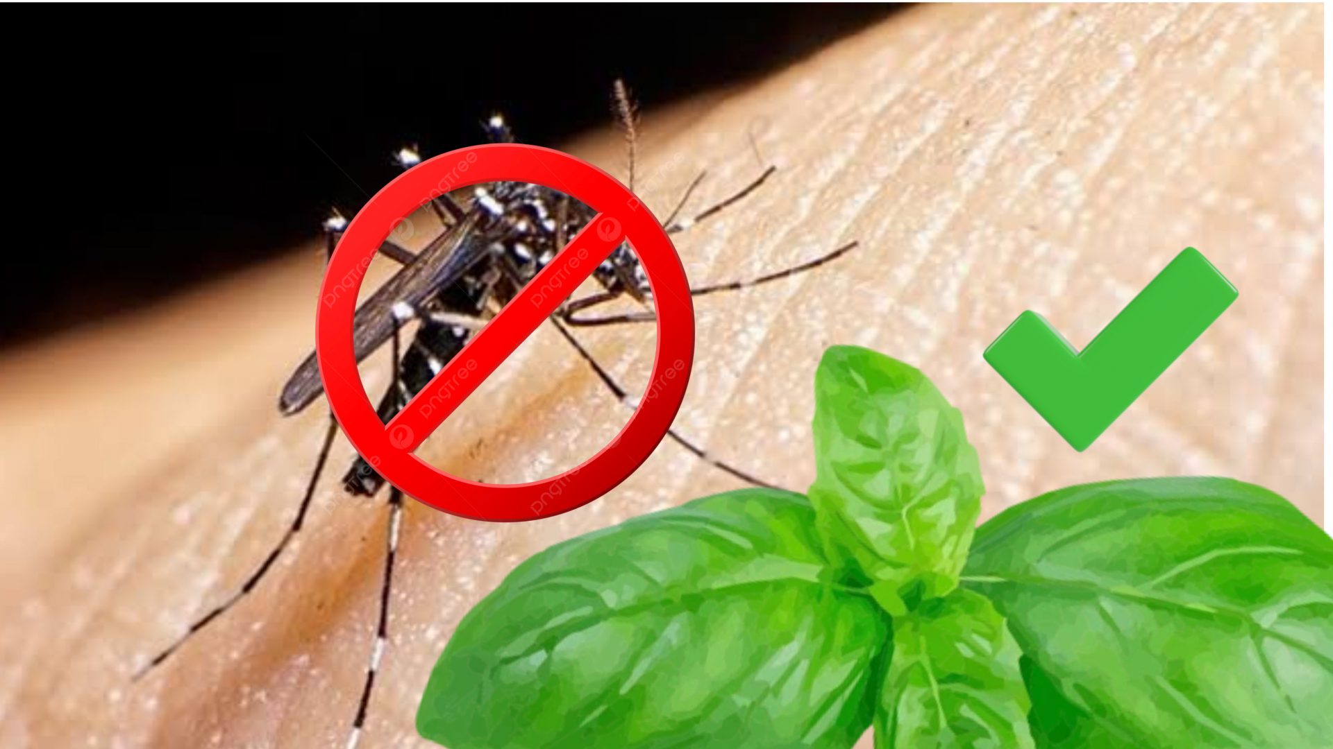 Dile adiós a los mosquitos… ¡El secreto para eliminarlos!