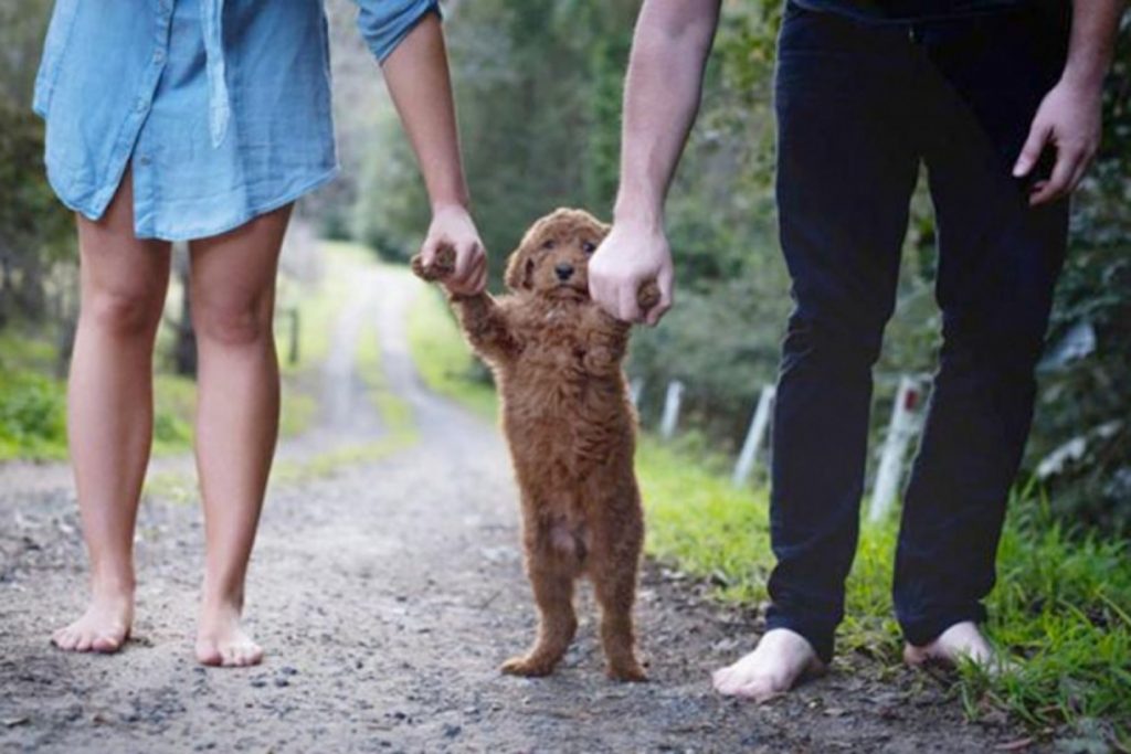 Una pareja sostiene las patas de un cachorro como si fuera un hijo. La nota explica la nueva ley en CDMX que regula la custodia de mascotas en un divorcio.