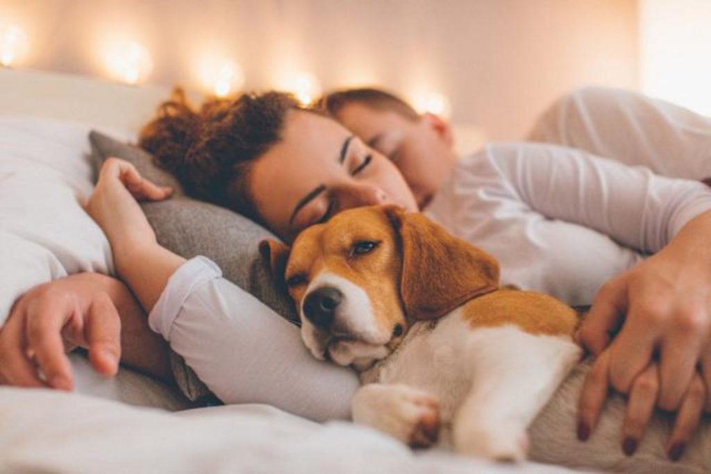 Una pareja duerme junto a su perro beagle en la cama. La nota informa sobre la nueva ley que protege a las mascotas como miembros de la familia en un divorcio.