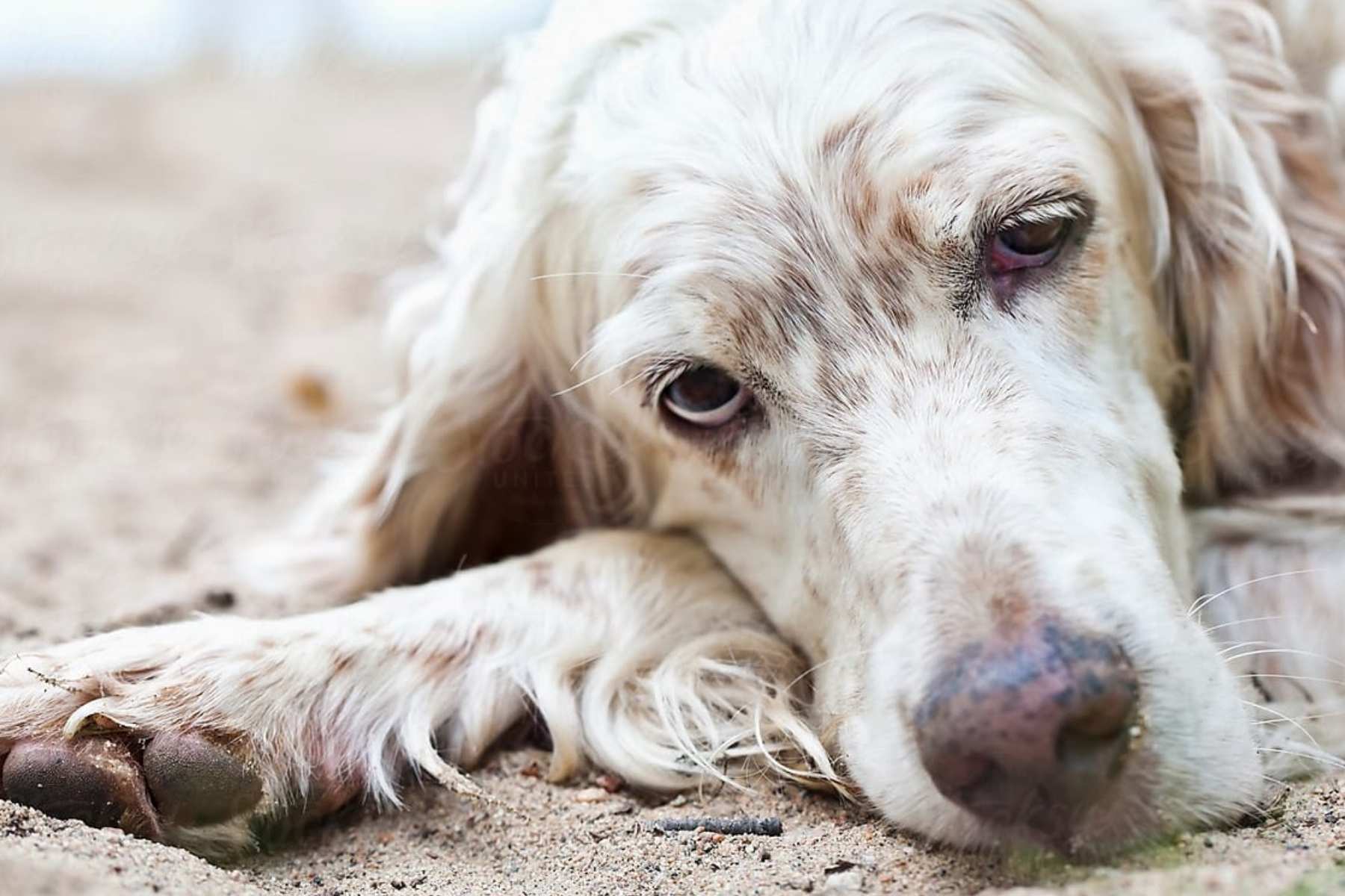 Un perro viejito de color blanco descansando en la arena. La nota explica los signos de la vejez en los perros, como la artritis y la pérdida de energía.