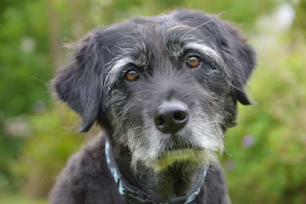 Un perro viejito de pelaje negro y canas en su hocico. La nota ofrece consejos para cuidar a tu mascota en su etapa senior y darle la mejor calidad de vida.