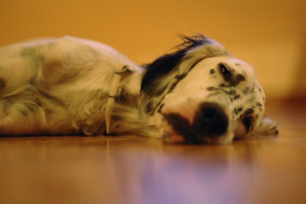 Un perro viejito durmiendo plácidamente en el piso. La nota explica que los perros mayores necesitan más horas de sueño y un espacio tranquilo.