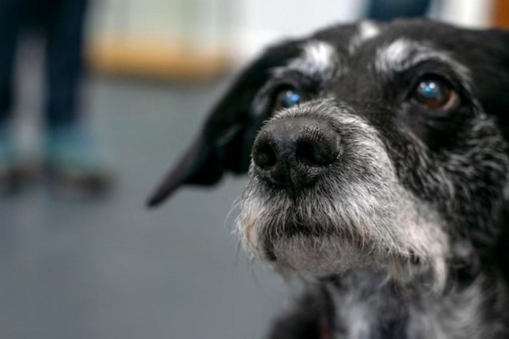 El hocico canoso de un perro viejito. La nota celebra el amor incondicional de las mascotas que nos han acompañado durante años.